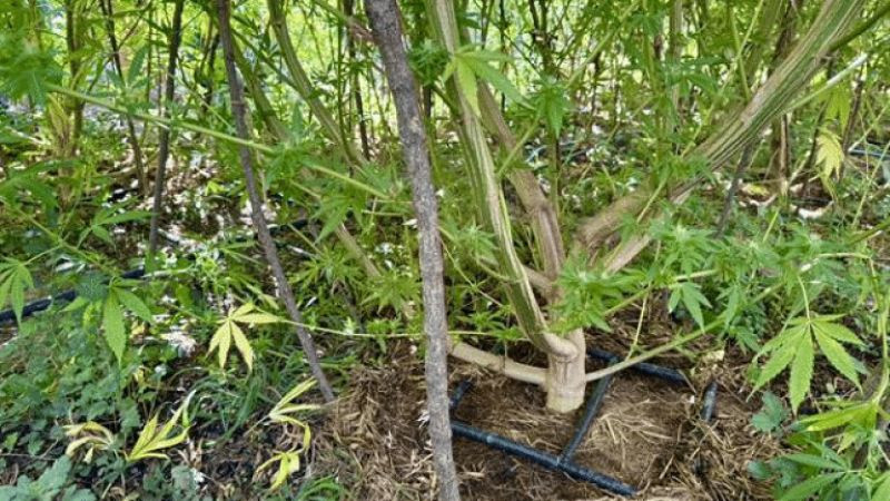 ГДБОП разкри гора от канабис в Плевенско